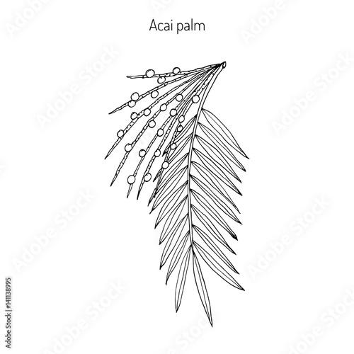 Acai palm Euterpe oleracea 
