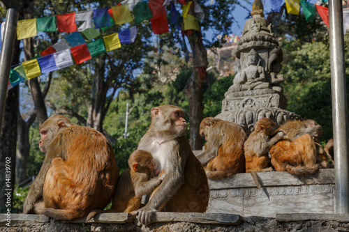 Monkey family in Swayambhunath temple
