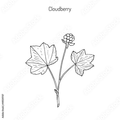 Cloudberry. Wild berries collection