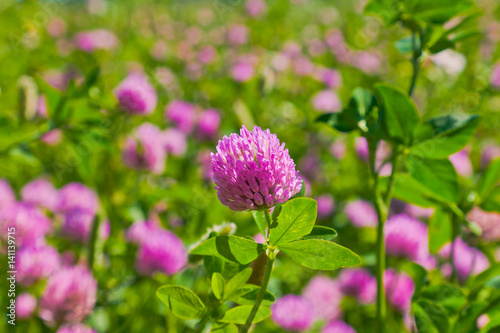 Red clover