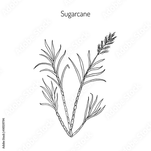 Sugarcane. Hand drawn botanical illustration