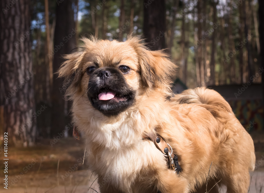Lovely Pekingese for a walk. Spring season. Lovely Pekingese for a walk. Spring season.