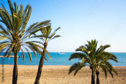 palm trees  summer beach and blue sky