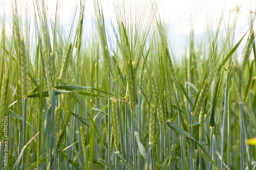 Wheat field on a summer © Kristian Tuhkanen