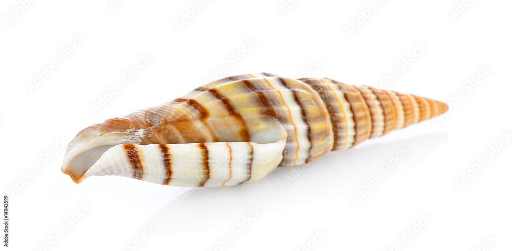 sea shell isolated on white background