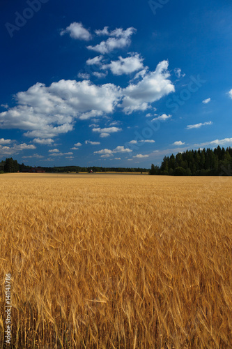 Wheat on a meadow