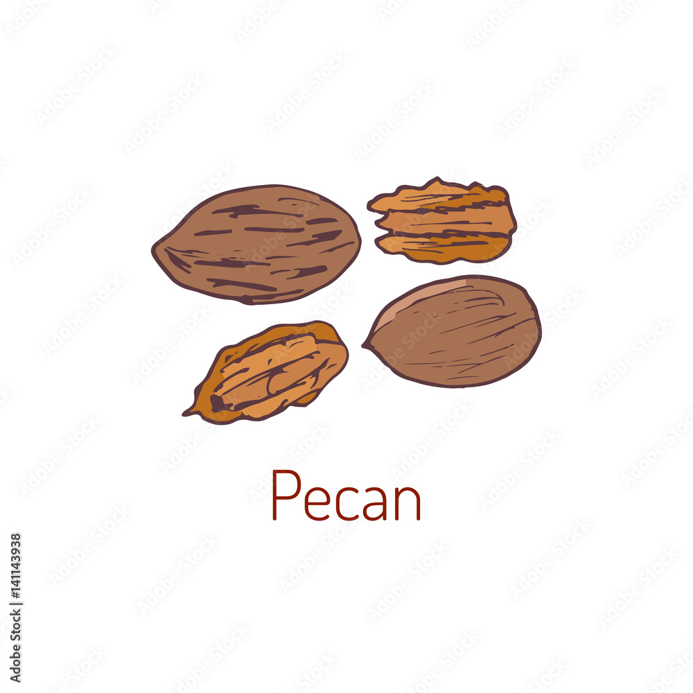 Pecan nuts Hand drawn