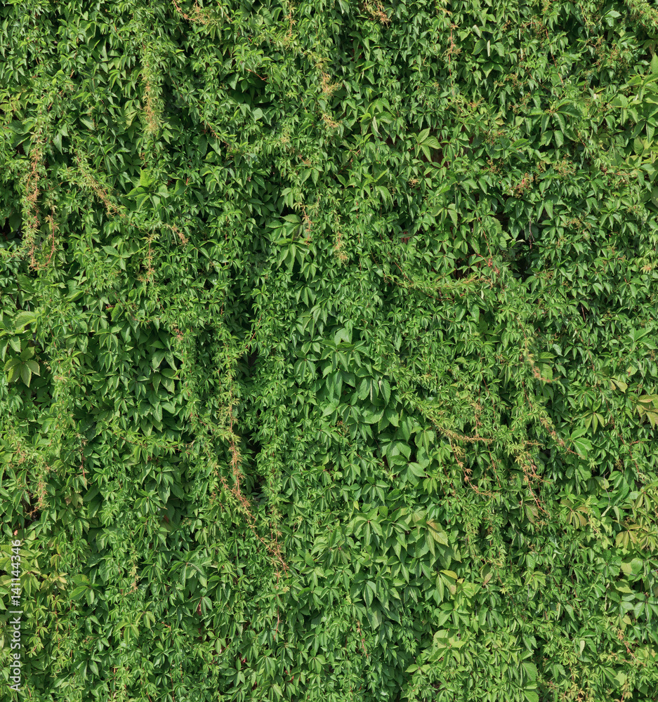Green plant on a wall