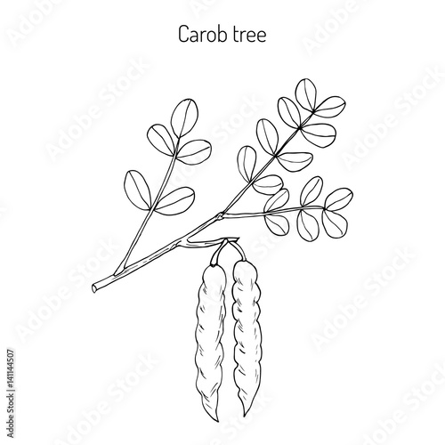 Carob eratonia siliqua 