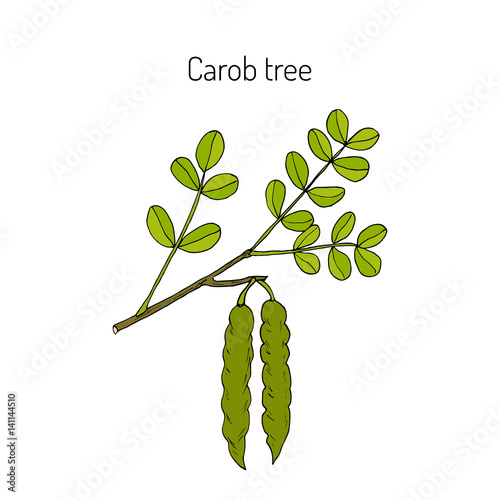 Carob eratonia siliqua 