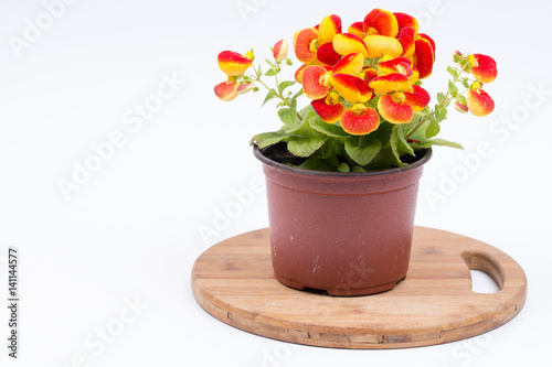 Flowers Calceolaria in red and yellow colors with copy space