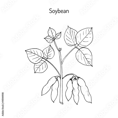 Soybean Hand drawn illustration