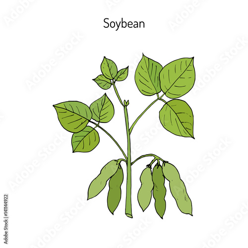 Soybean Hand drawn illustration