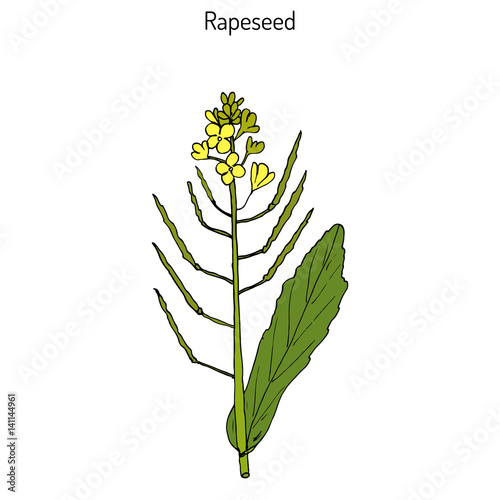 Rapeseed Brassica napus 