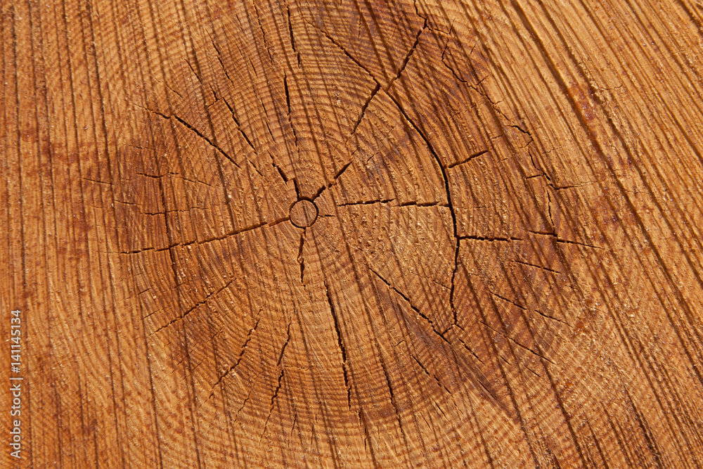 Fototapeta premium Close up of and pine tree