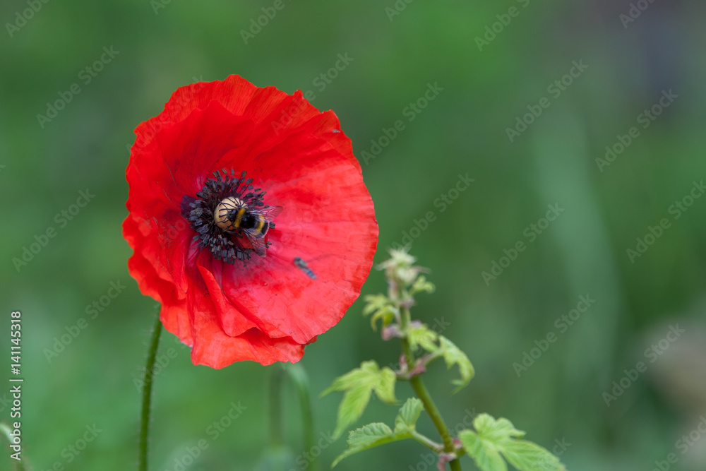 bumble bee on red poppy in green background bumble bee on red poppy in green background