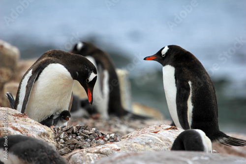 Young gentoo penguin beging food beside adult gentoo penguin, Antarctica Peninsula.