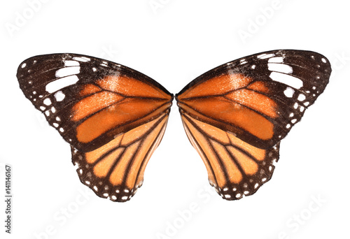 Orange butterfly wings on white background.