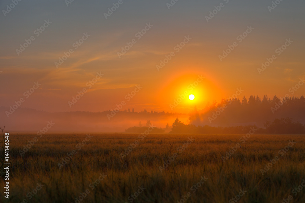 Red sundown over wheat field