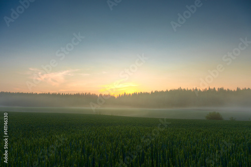 Wheat fields on a sundown