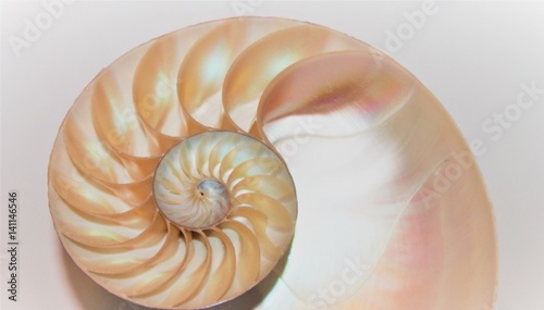 nautilus shell cross section spiral Fibonacci  symmetry growth swirl golden ratio pompilius copy space stock, photo, photograph, image, picture