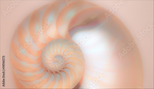 nautilus shell cross section spiral Fibonacci  symmetry growth swirl golden ratio pompilius copy space mollusk stock, photo, photograph, image, picture