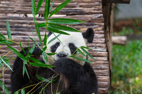 Fototapeta Naklejka Na Ścianę i Meble -  Panda