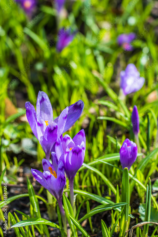 The field with crocuses in the wild
