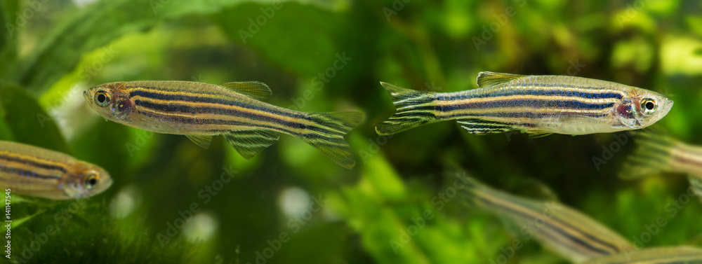 Fototapeta premium Danio rerio aquarium fish