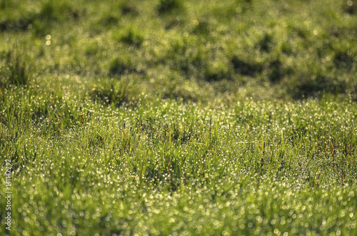 Obraz na plátne Spring grass and hummocks in the morning sunlight