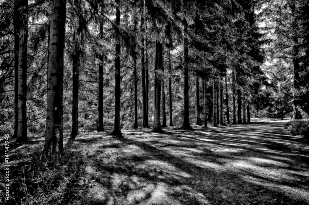 Spotted from the sun's rays and shadows the road near a pine forest. Spotted from the sun's rays and shadows the road near a pine forest.