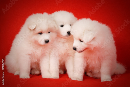 Three White Puppy of Samoyed Dog on Red Background. © Andriy Brazhnykov