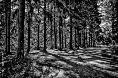 Spotted from the sun s rays and shadows the road near a pine forest.
