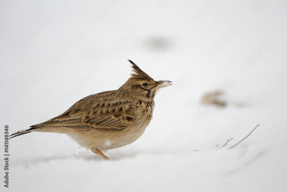 Fototapeta premium Crested Lark in snow