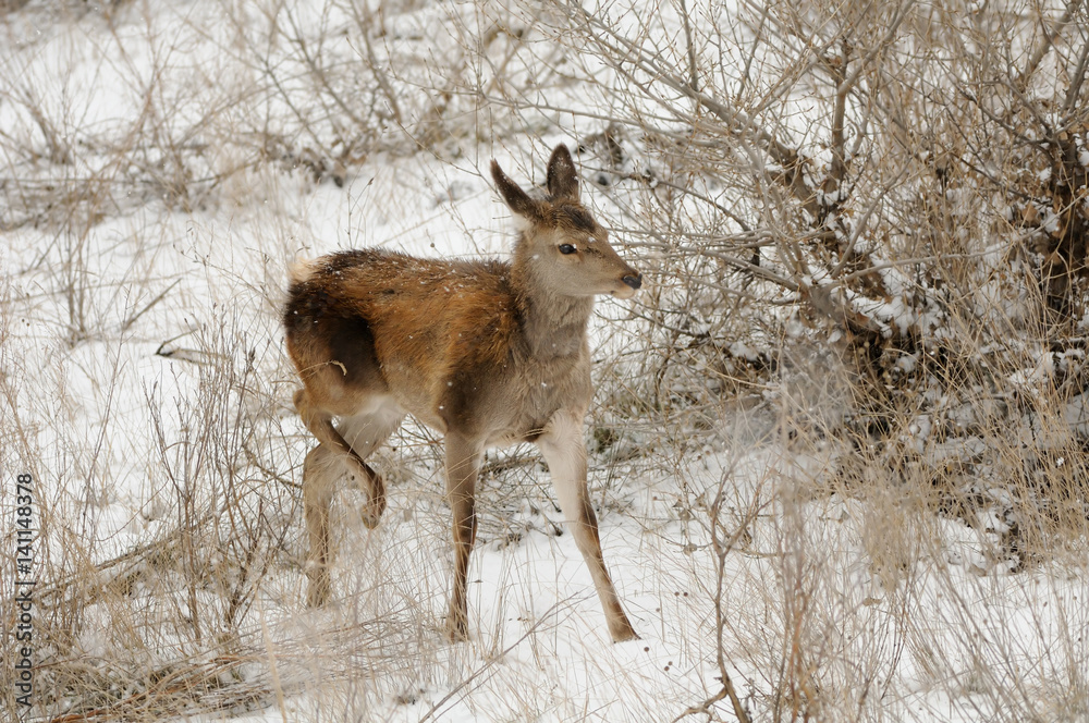 Obraz premium Young red deer at Sarycum barchan in winter