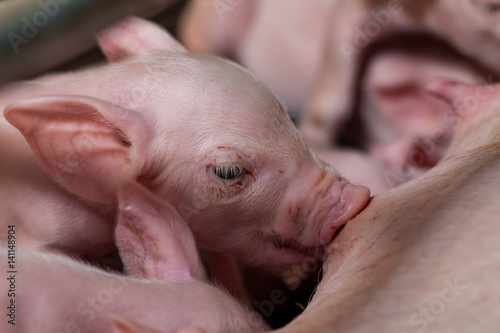 Newborn piglets sucking milk from a mother pig and then fell asleep. © apidachjsw