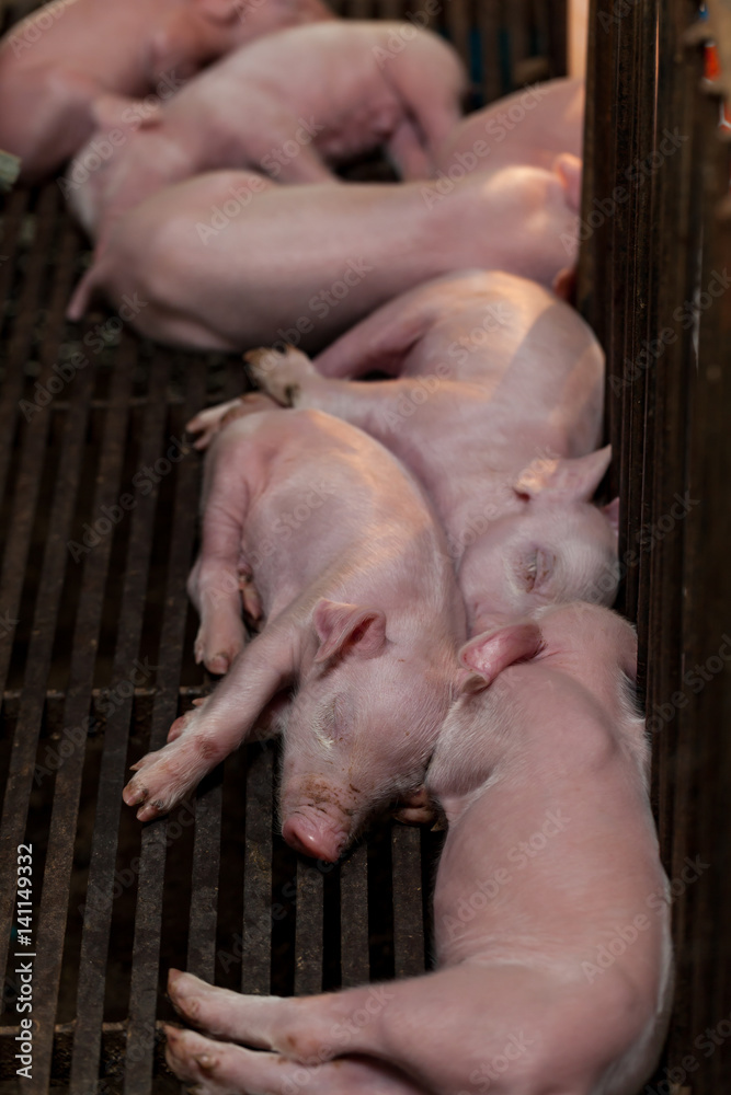 Newborn piglet After suckling pig was sleeping. Newborn piglet After suckling pig was sleeping.