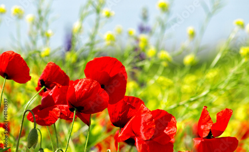 red poppy and wild flowers