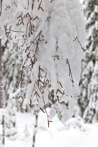 A close up of a birch tree