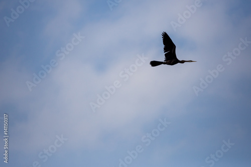 Silhouette of a flying Cormorant against clouds and sky