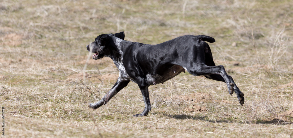 Black dog running on nature