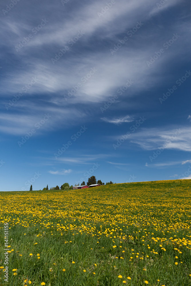 Dandelion fields