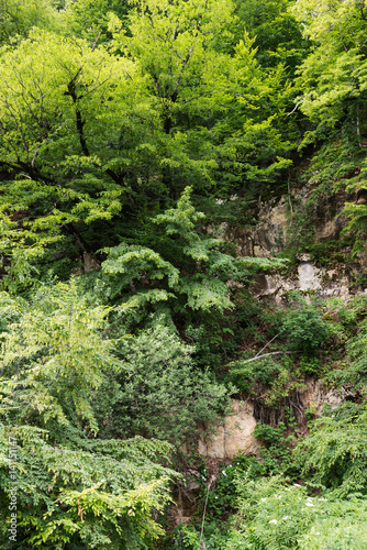 Mountain slope overgrown with plants