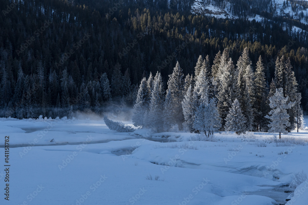 Obraz premium Hoarfrosted trees in Lamar valley, Yellowstone. 
