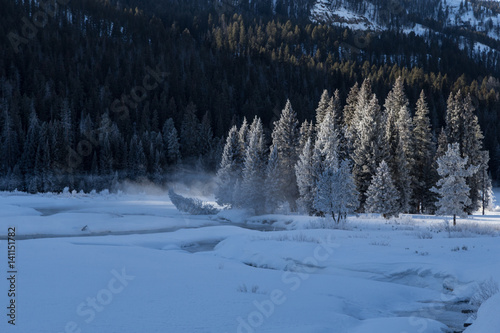 Hoarfrosted trees in Lamar valley, Yellowstone. 