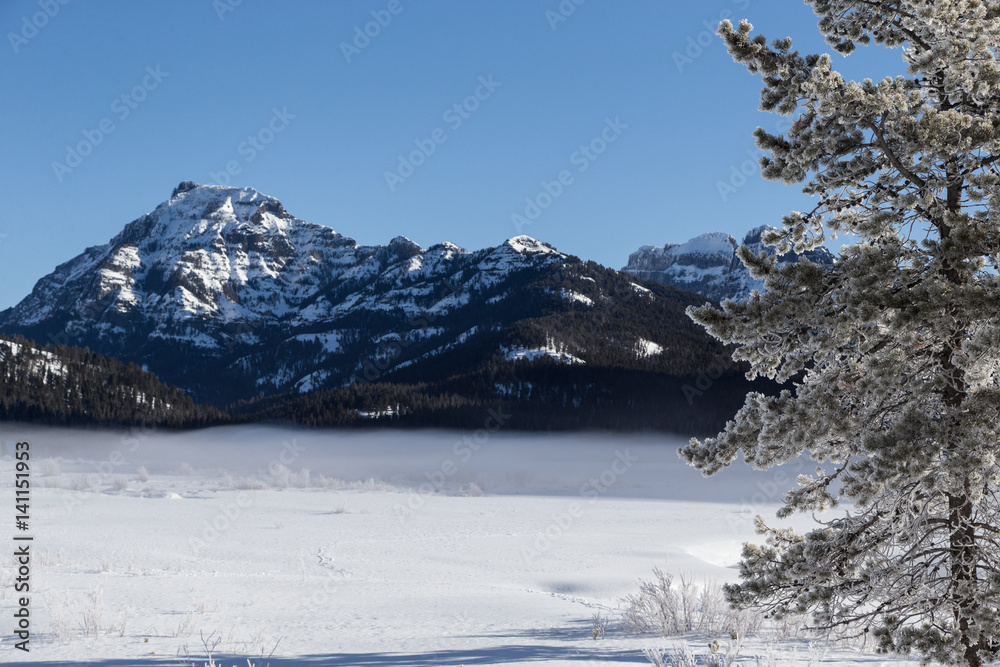 Fototapeta premium Hoarfrosted trees in Lamar valley, Yellowstone. 