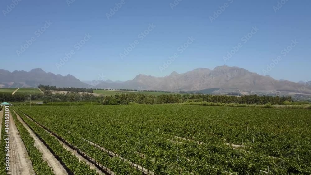 Aerial bird view flying over vineyard beautiful wine field where grapes are grown plantation of grape-bearing vines grown mainly for winemaking but also raisins table grapes and grape juice blue sky Aerial bird view flying over vineyard beautiful wine field where grapes are grown plantation of grape-bearing vines grown mainly for winemaking but also raisins table grapes and grape juice blue sky