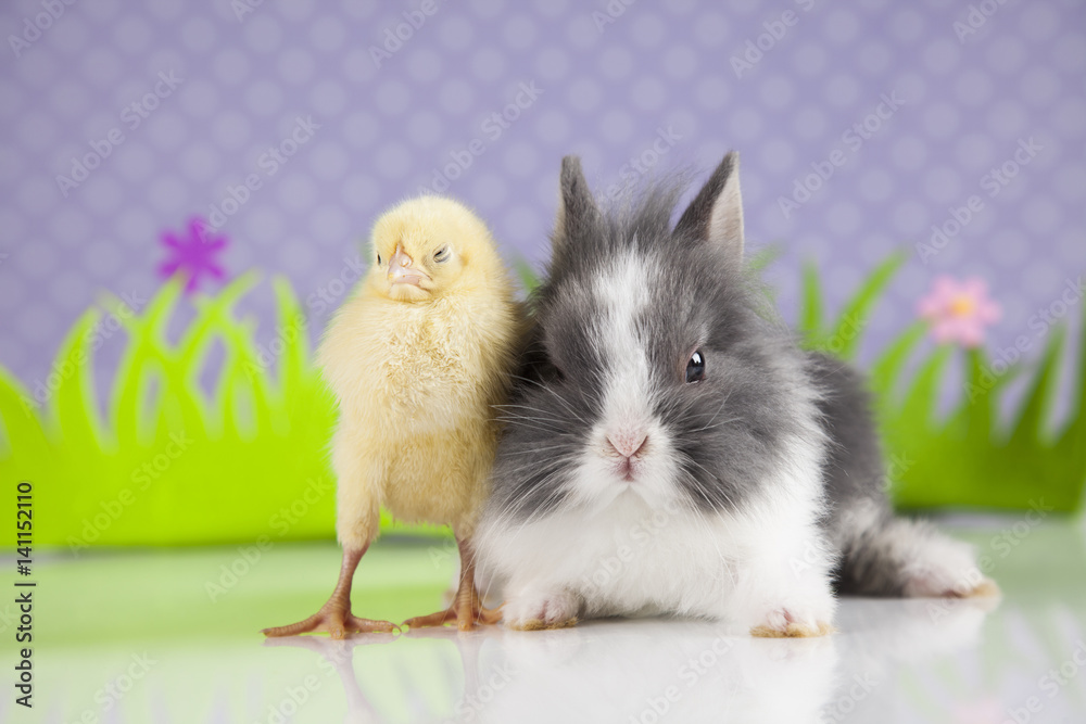 Obraz premium Chick on rabbit 