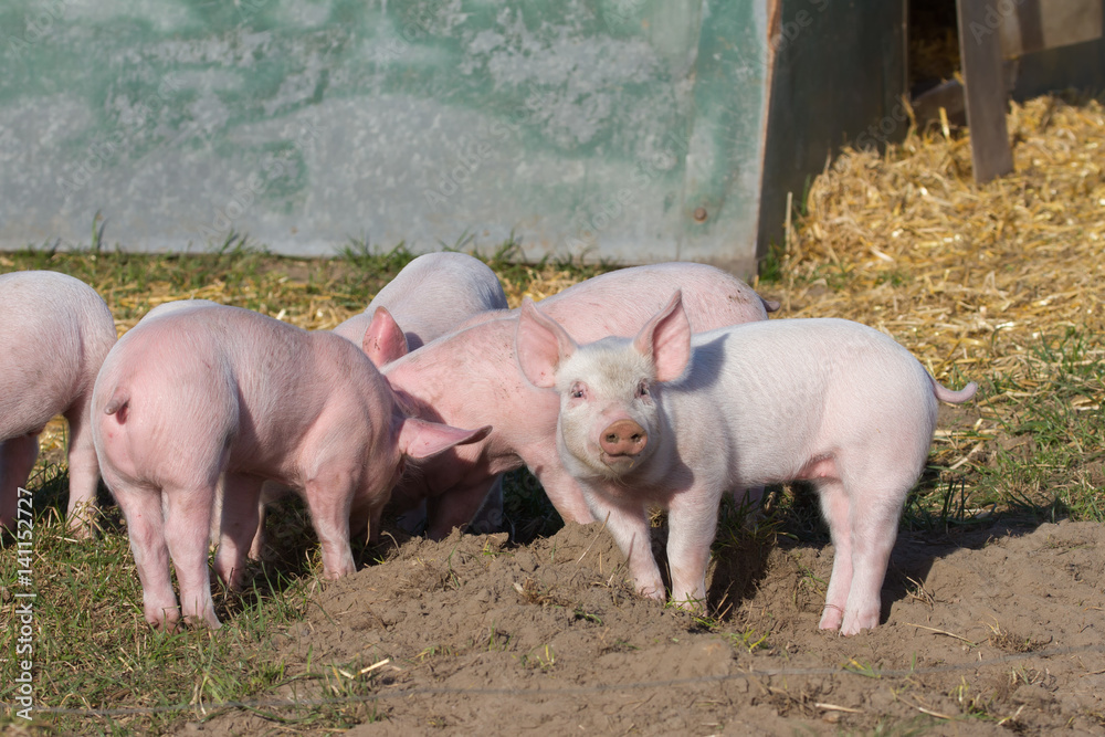Ferkel spielen vor ihrem Stall in der Sonne
