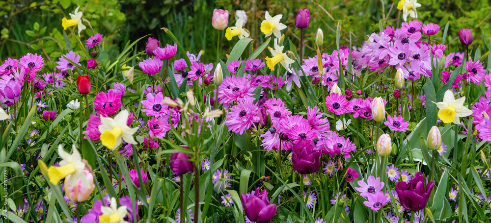 Fototapeta premium Flowers fields in bloom in dutch spring Keukenhof Gardens. Horizontal. Banner
